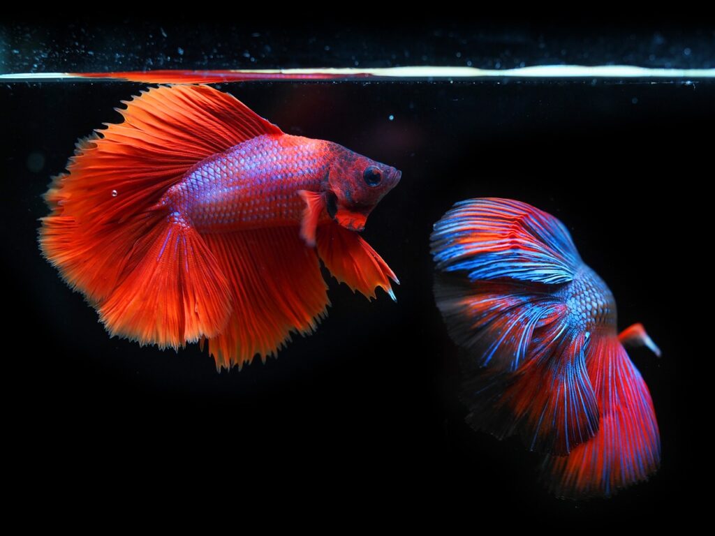 siamese-fighting-fish